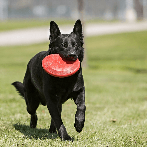 23166_118330_Kong___Classic_Frisbee_1638200254_500x500.png