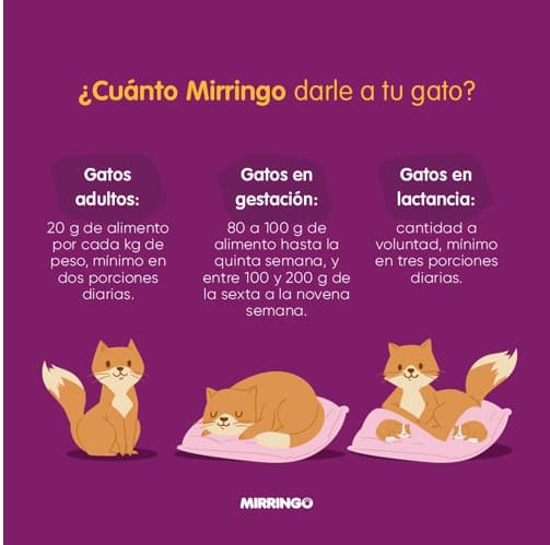 3696_Mirringo_Gatos_Adultos_1594430177_503x499.jpg