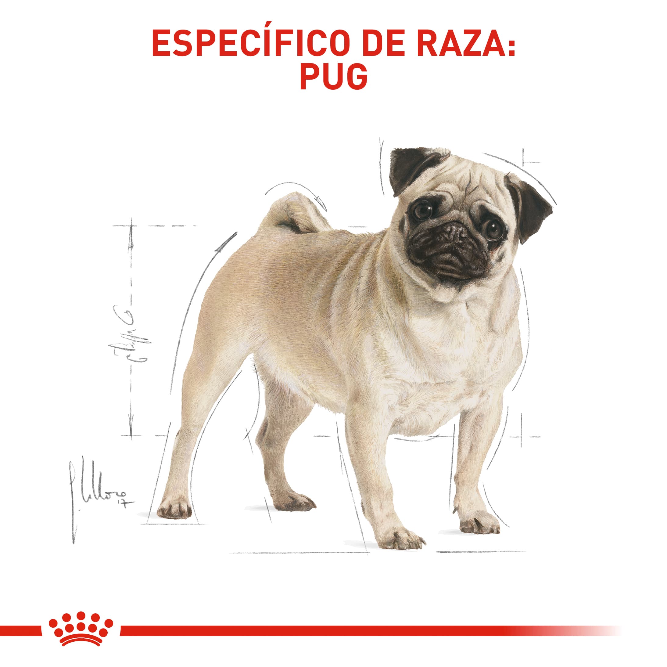 513_61877_Royal_Canin_Pug_Adulto_1616612766_2187x2186.jpg