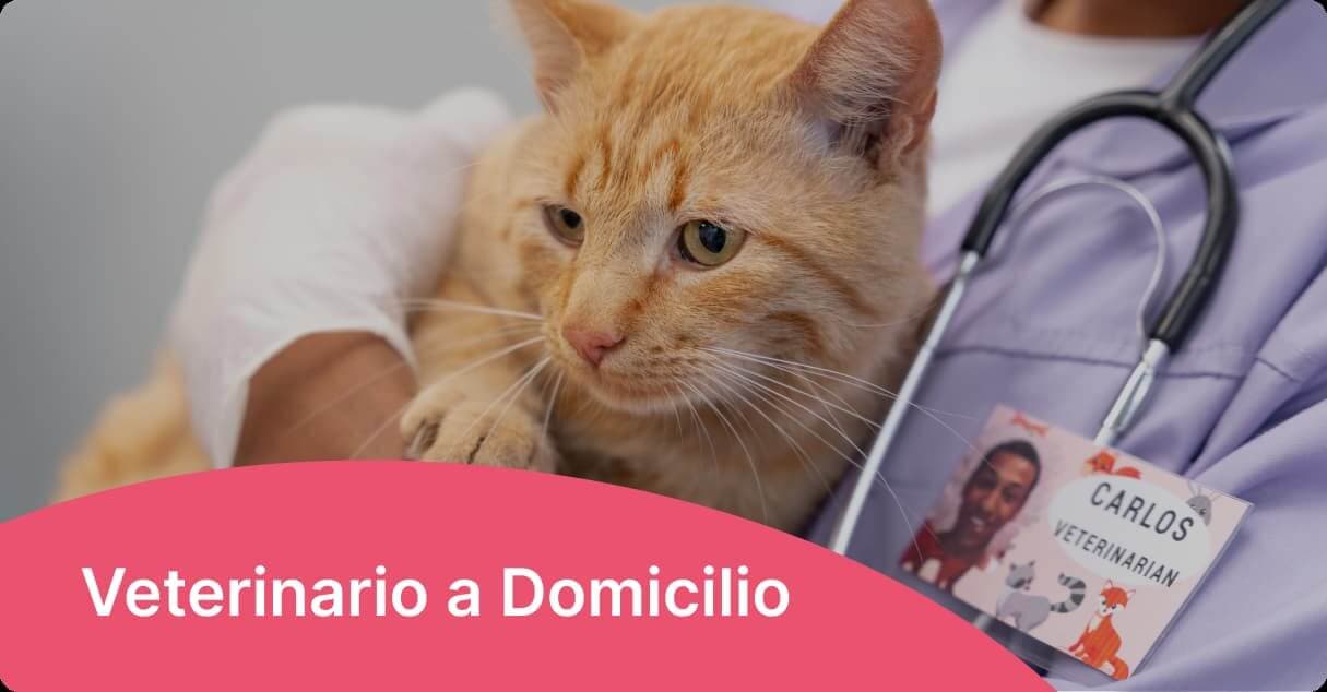 Veterinario a domicilio