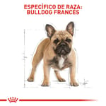 royal-canin-bulldog-frances-adulto