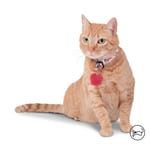 totto-pets-collar-ajustable-gato-michi-minnie-mouse-rosado