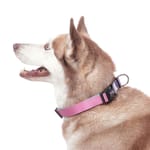 totto-pets-collar-ajustable-perro-mylu-morado
