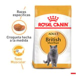 royal-canin-alimento-gato-british-shorthair