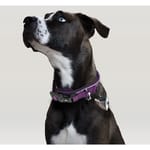 dogness-collar-classic-morado-perro