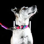 bellcher-collar-martingale-donelly-colors-25-cm