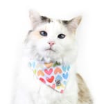 marca-gato-panoleta-enamoracat-pastel