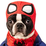 disfraces-americanos-pet-walking-spider-man