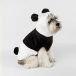valentin-for-pets-disfraz-oso-panda