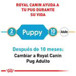 royal-canin-pug-cachorro