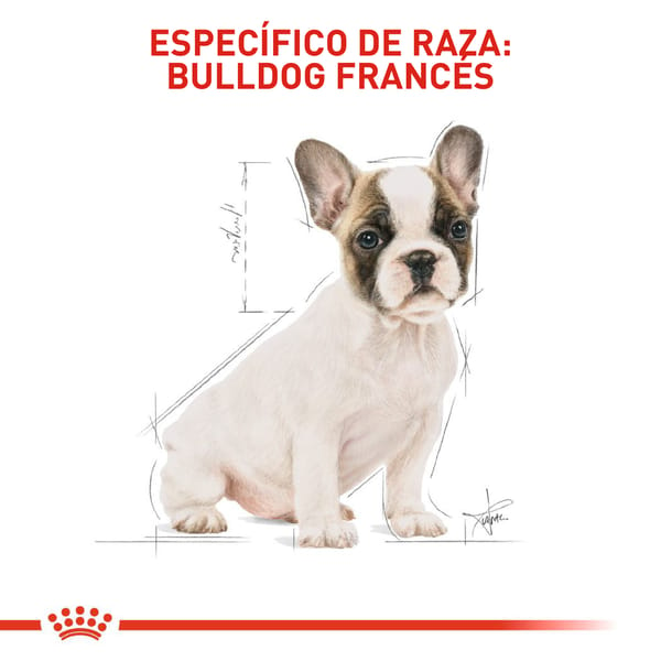 royal-canin-bulldog-frances-puppy