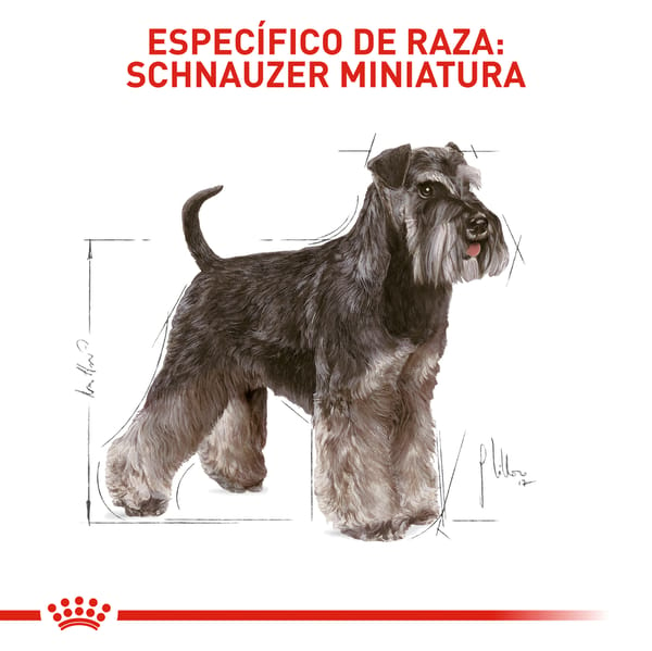 royal-canin-schnauzer-miniatura-adulto