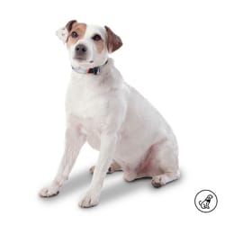 Totto Pets - Collar Ajustable Perro Mylu Gris