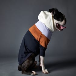 THE STRIPED DOG - Suéter en bloque de color con capucha HOLLYWOOD