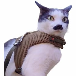 Meow Design® - Pechera Para Gatos Sport Verde Militar