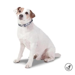 Totto Pets - Collar Ajustable Perro Mylu Mickey Mouse Gris