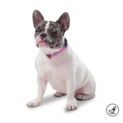 Totto Pets - Collar Ajustable Perro Mylu Morado