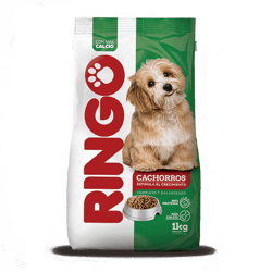 Ringo - Cachorro