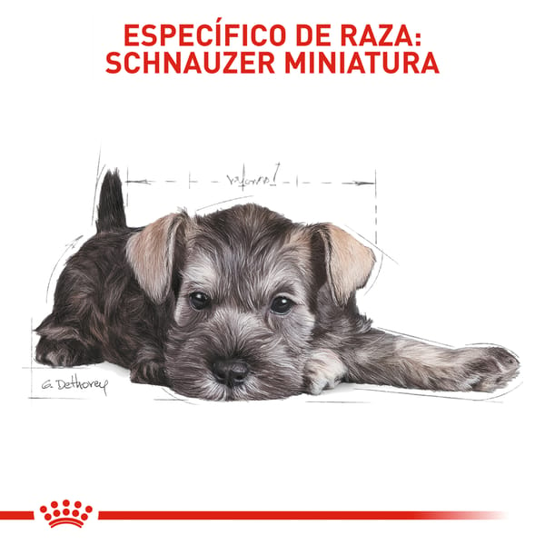 royal-canin-schnauzer-miniatura-puppy