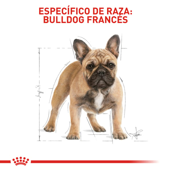 royal-canin-bulldog-frances