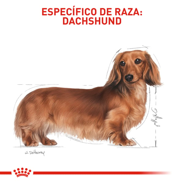 royal-canin-dachshund